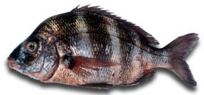 Diplodus cervinus_04.jpg